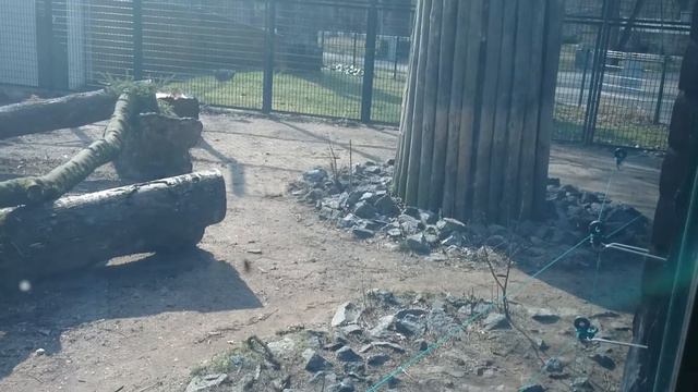 Тигр обыкновенный смотреть онлайн