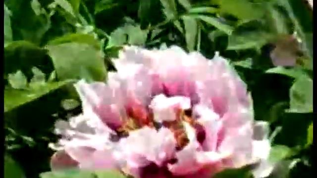 Древовидные пионы. Chinese peony (Paeonia suffruticosa). смотреть онлайн