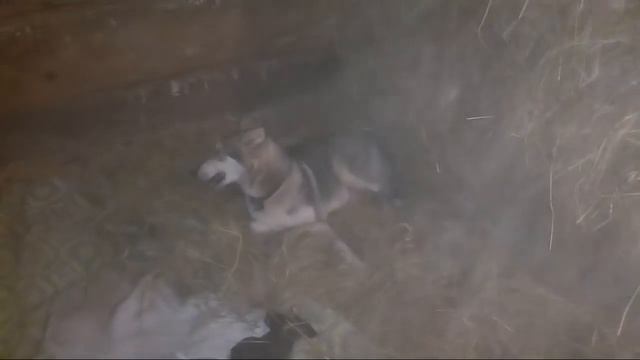 Щенки, первые роды у собаки, Кора ощенилась =) смотреть онлайн