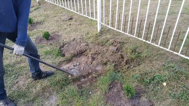 Сажу туи. Провожу оздоровительную обрезку сада смотреть онлайн