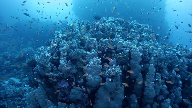 Orca Diving Hamata Red Sea UHD 4K смотреть онлайн