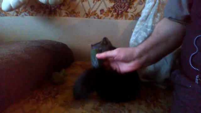 Домашний соболь играет