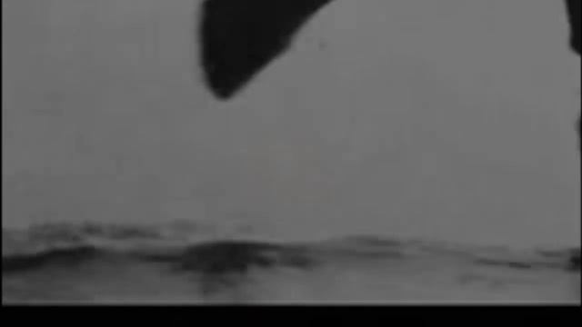 The Roses of the Desert- Beautiful Arabian Horses-STING-DESERT ROSE смотреть онлайн