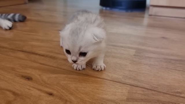 Мама кошка разговаривает с котёнком и учит его правилам взрослой жизни смотреть онлайн