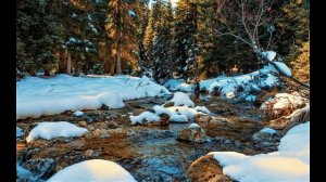 Весенняя капель. Звуки ранней весны в лесу. Релакс видео для хорошего настроения