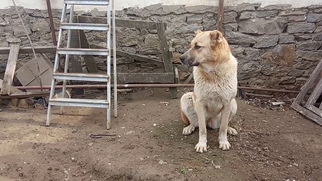 Ника, дочь Малыша внучка Хозяина, внучка и правнучка Батухана ЧМ2011г