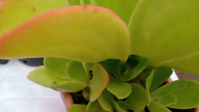 #echeveria #como fazer mudas do caule смотреть онлайн