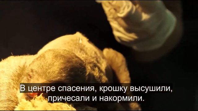 На пляже после отлива люди нашли необычное СУЩЕСТВО, которого там не должно было быть... смотреть онлайн
