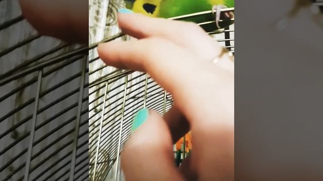 Говорящий попугай Тоша, говорит птичка, зеленый попугай смотреть онлайн