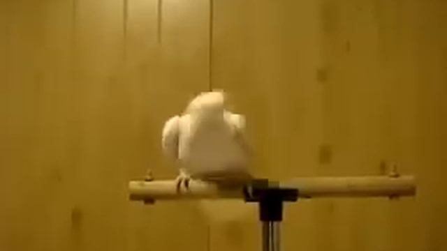 боксёр и попугай смотреть онлайн