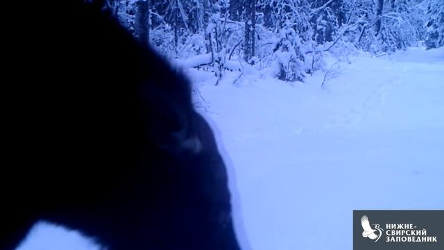 Лось в заснеженном лесу