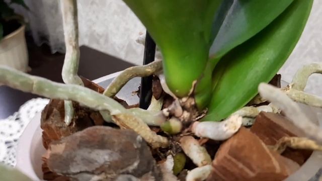 Орхидея Абба. Проблема или обойдётся? смотреть онлайн