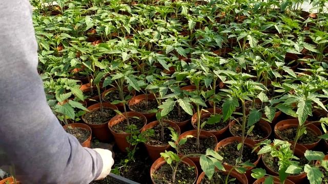 КАК ВЫРАСТИТЬ РАННЮЮ РАССАДУ ПОМИДОР смотреть онлайн