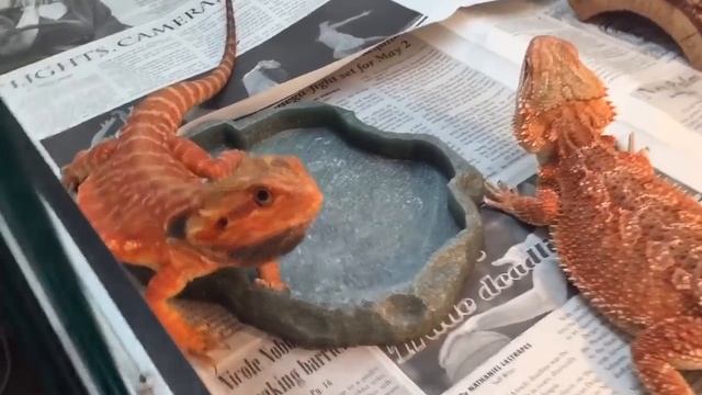Bearded Dragon Breeding Red Project #1 смотреть онлайн