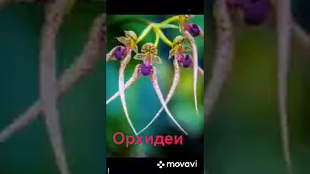 Орхидеи.Какие они разные. смотреть онлайн