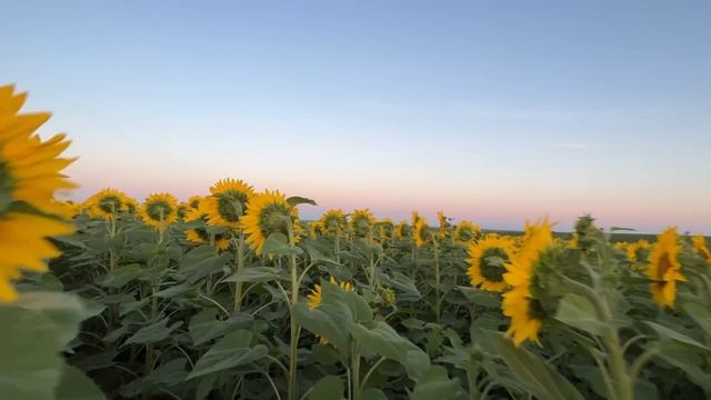 Ремонт Джон Діра?Ахілес іде в СЕРВІС?Аканто плюс+бор на соняшник❗️PIONEER радує?Саксон/Альдазор? смотреть онлайн