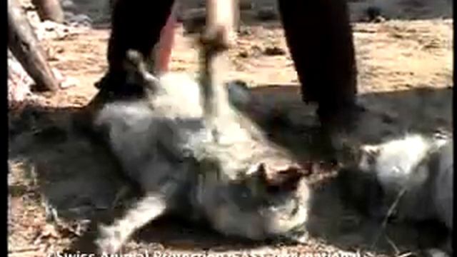 Chinese Fur Farm смотреть онлайн
