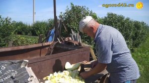 Откорм свиней тыквой и картофелем