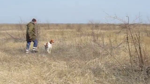 Эпаньол бретон грей по куропаткам смотреть онлайн