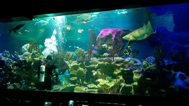 Кормление акул Океанариум смотреть онлайн