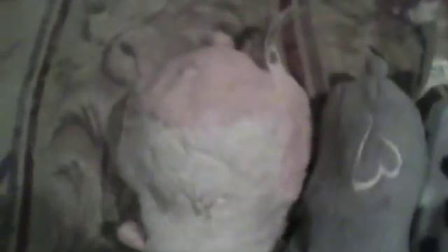 KUNG ZHU!(and zhu zhu pets) смотреть онлайн