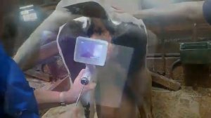 Прибор искусственного осеменения. Эндоскоп с функцией осеменения КРС - 3