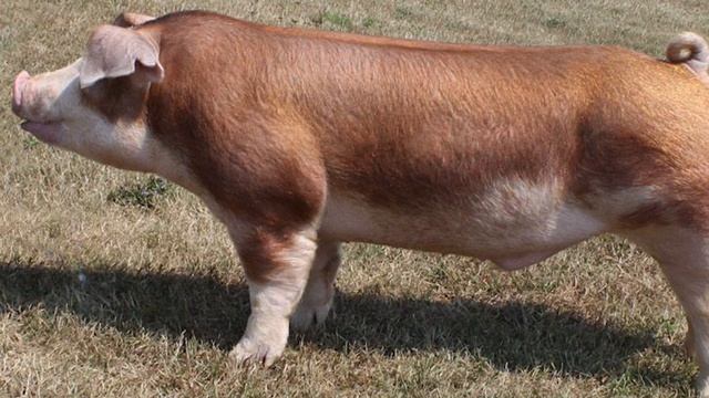 Hereford Pigs | Uniquely Coloured Hardy Hogs смотреть онлайн