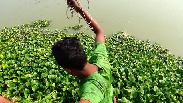 Throw net fishing | Catching Fish using Cast net | Net Fishing in the Village (Part-05) смотреть онлайн