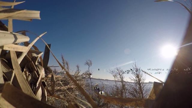 1/17 duck hunt смотреть онлайн