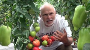 Томат «Пинк хайп». Самый близкий к идеалу