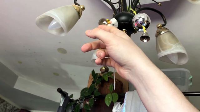 Руки прочь от колокольчика! Попугай Пакаль - повелитель Майя. смотреть онлайн