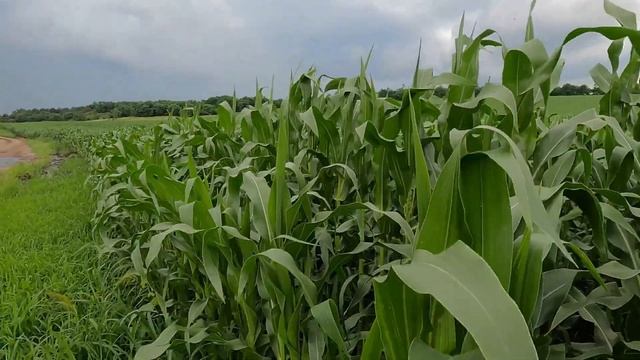 Как растет кукуруза в предгорье? Краснодарский край. смотреть онлайн