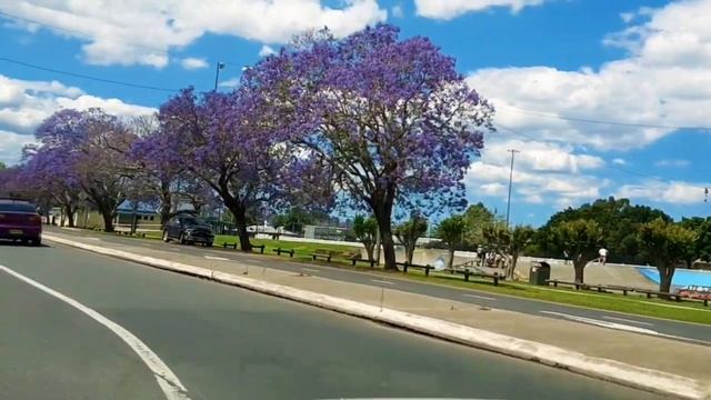 Jacaranda Trees Purple blossoms in bloom | Grafton Australia смотреть онлайн