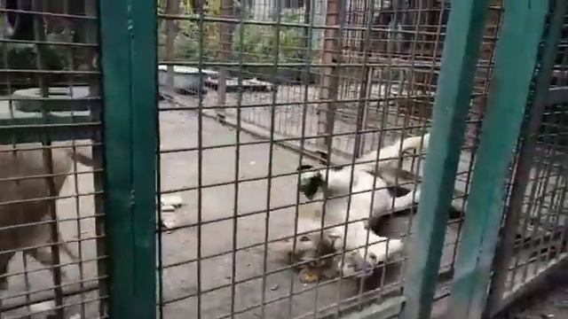 Зевс и Хабиби смотреть онлайн