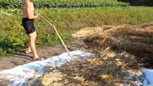 Как смолотить рожь ...