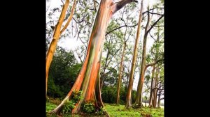 "Самые красивые и необычные деревья мира" Занятие для детей старшего возраста