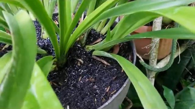 Re bloom - Fragrant Orchid - Cymbidium golden elf смотреть онлайн