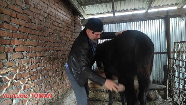 Как Растянуть сена для Жеребенка, не уменьшая количество.Чем кормою, в Чём кормить, про недоузки. смотреть онлайн