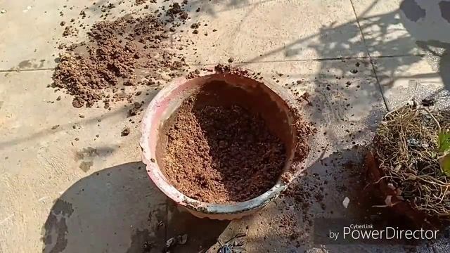 Oleander care and myth busting || Repotting and soil mix for a good bloom | Raktakarabi in Bengali смотреть онлайн