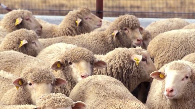 ВЕЛИЧАЙШИЙ ЧЕЛЛЕНДЖ В Hearts of Iron IV (рус. озвучка) смотреть онлайн