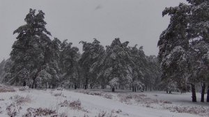 Вечерний снегопад в 4к 2160р. Зимний футаж снегопада. Релакс-видео. Сосны в снегу. Зимний пейзаж.