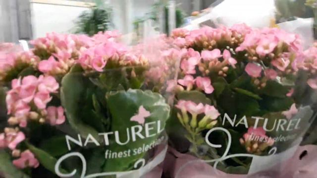 04.10.19г. Новосибирск ГРИНВИЛЬ. смотреть онлайн