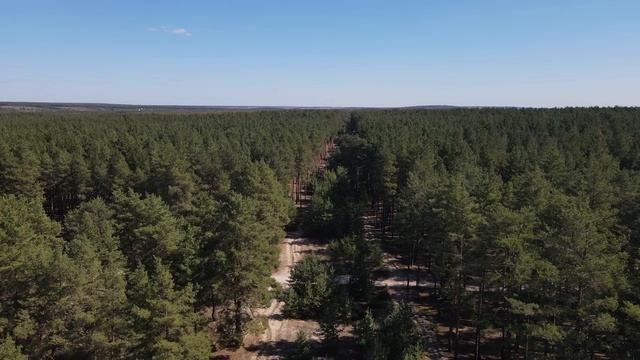 Просека в лесу смотреть онлайн