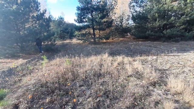 Грибы только пошли: польские и маслята. смотреть онлайн