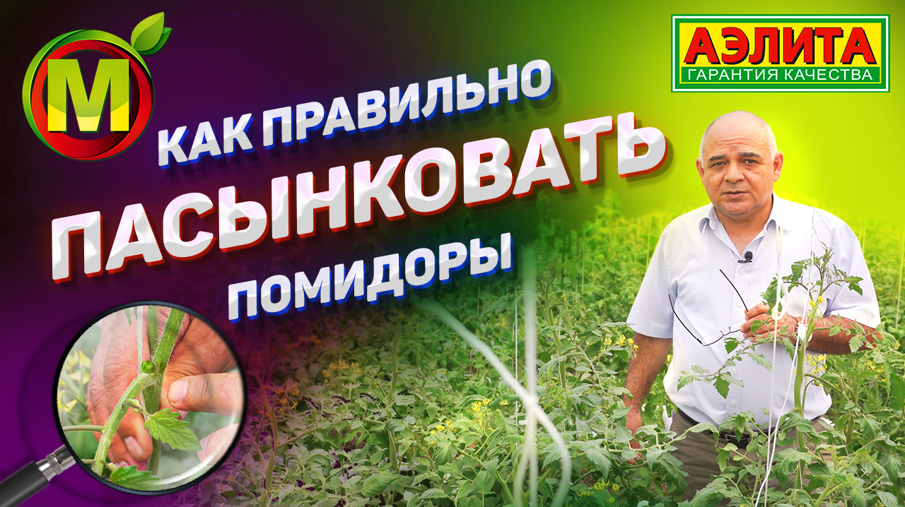 РАССКАЗЫВАЕМ Как Лучше Пасынковать Томаты смотреть онлайн