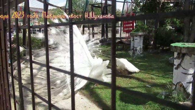 №3781 25 июля 2023 года Павлиний хвост смотреть онлайн