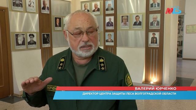 В Волгограде защитят деревья от изумрудной златки смотреть онлайн