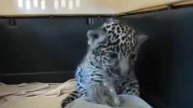 Маленький ягуарчик смотреть онлайн