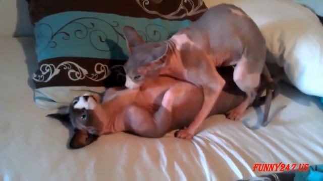как рождаются котята смотреть онлайн