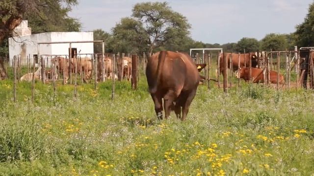 CSS 2021 - Lot 42 - Kamab Irving смотреть онлайн